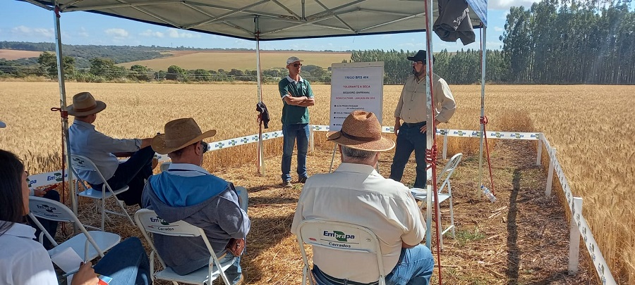 O evento “Visitação Ensaio Trigo Safrinha 2022” foi promovido pela Coopa-DF (Cooperativa Agropecuária do DF) com o objetivo de apresentar as opções de cultivares de trigo sequeiro desenvolvidas para a região. - Foto: José Marcos da Silva