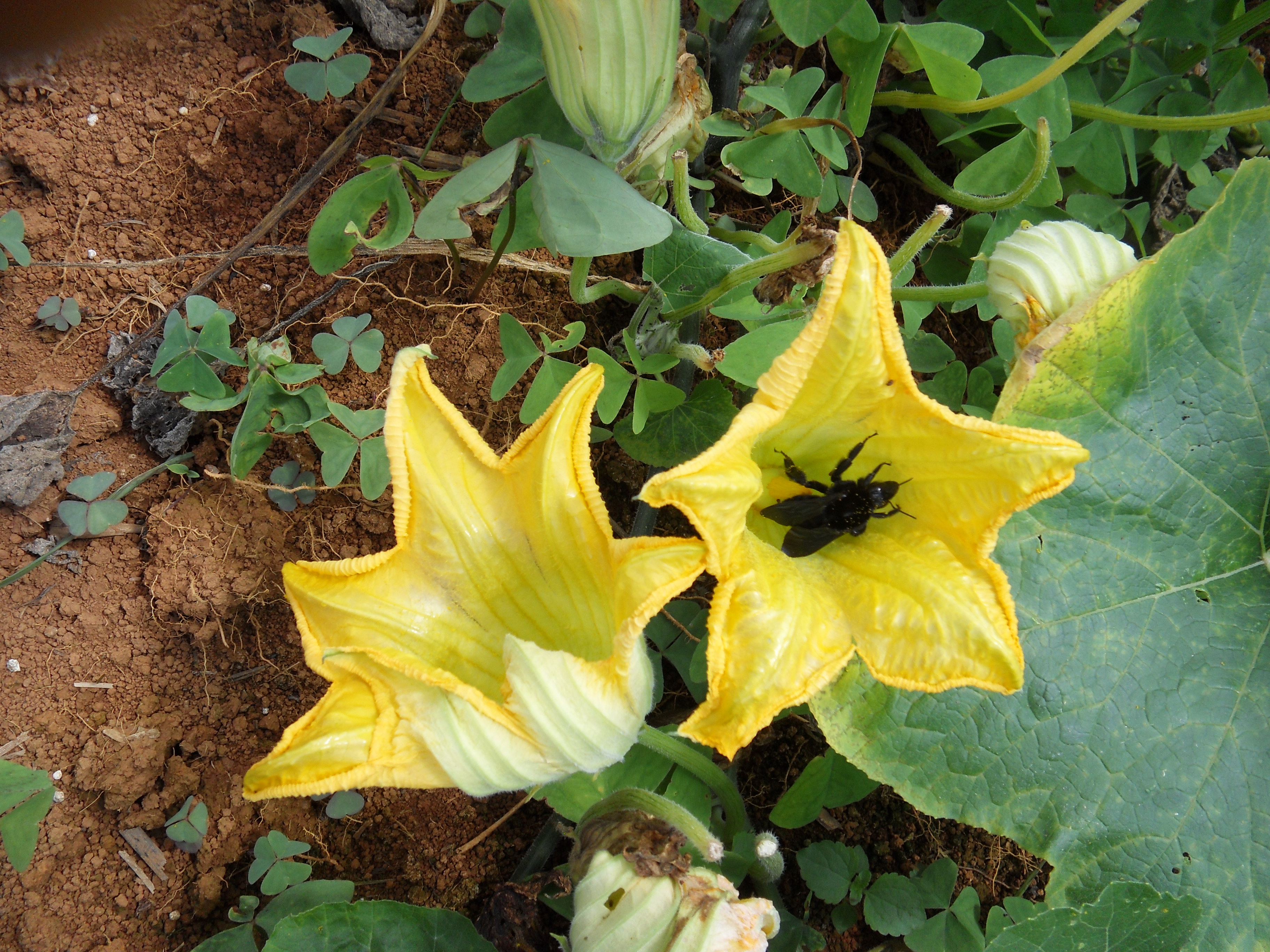 O pesquisador Geovani Amaro tem identificado o que denomina como “possíveis causas” de problemas recorrentes no cultivo e sugerido alguns procedimentos. - Foto: Geovani Amaro