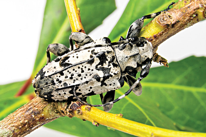 Inseticida biológico desenvolvido pela Embrapa Florestas em parceria com a Novozymes é indicado para manejo da praga. - Foto:&nbsp;Francisco Santana