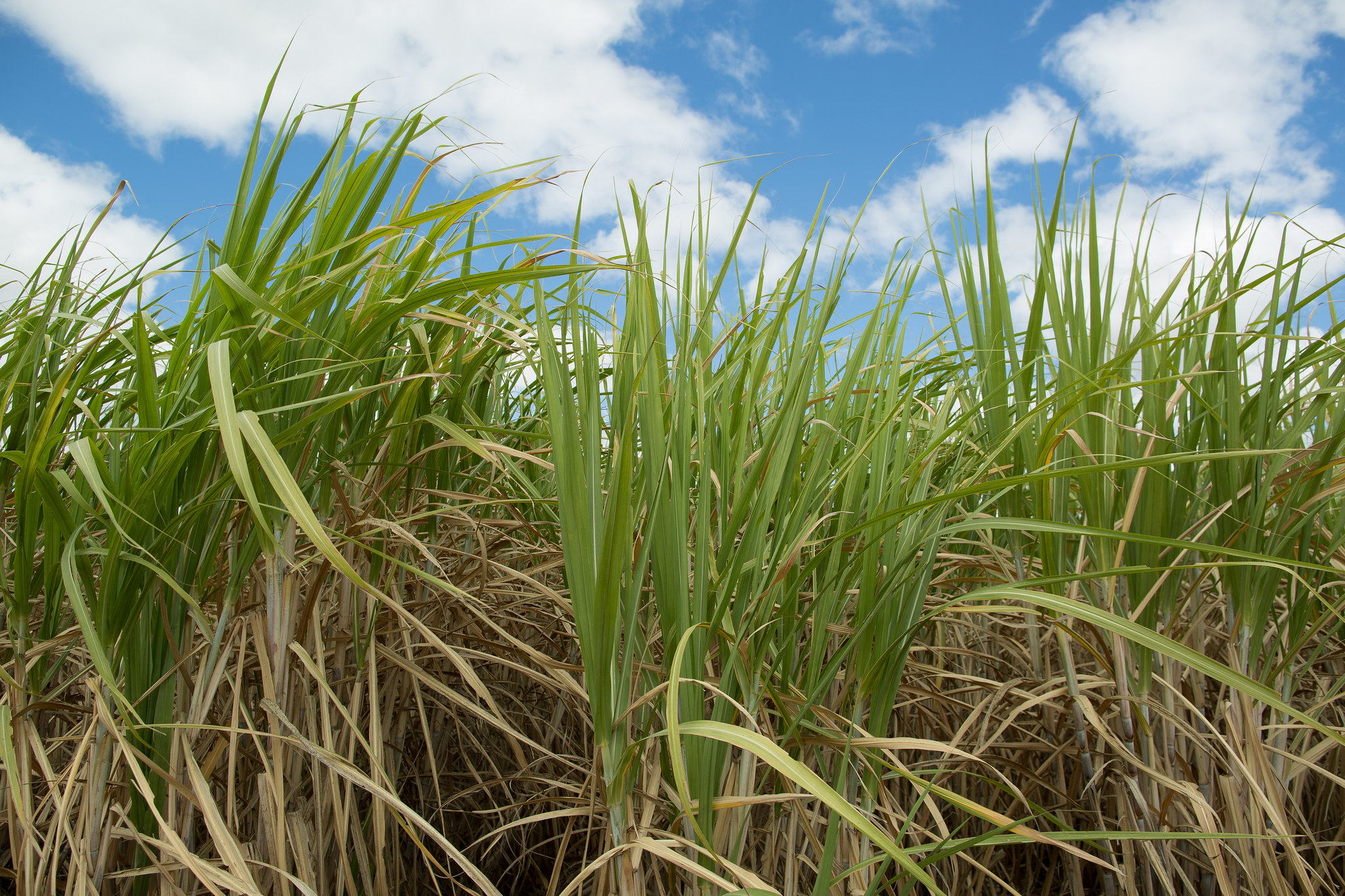 A moagem de cana-de-açúcar na segunda quinzena de setembro na região Centro-Sul atingiu 25,29 milhões de toneladas, registrando queda de 29,73% em relação à quantidade registrada em igual período do ano passado. - Foto: Wenderson Araujo/CNA