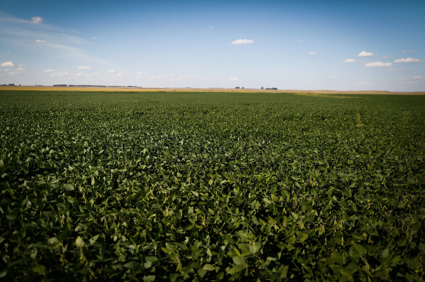 O custo dos fertilizantes diminuiu em julho, puxado pelo nitrogênio. - Foto: Wenderson Araujo/CNA