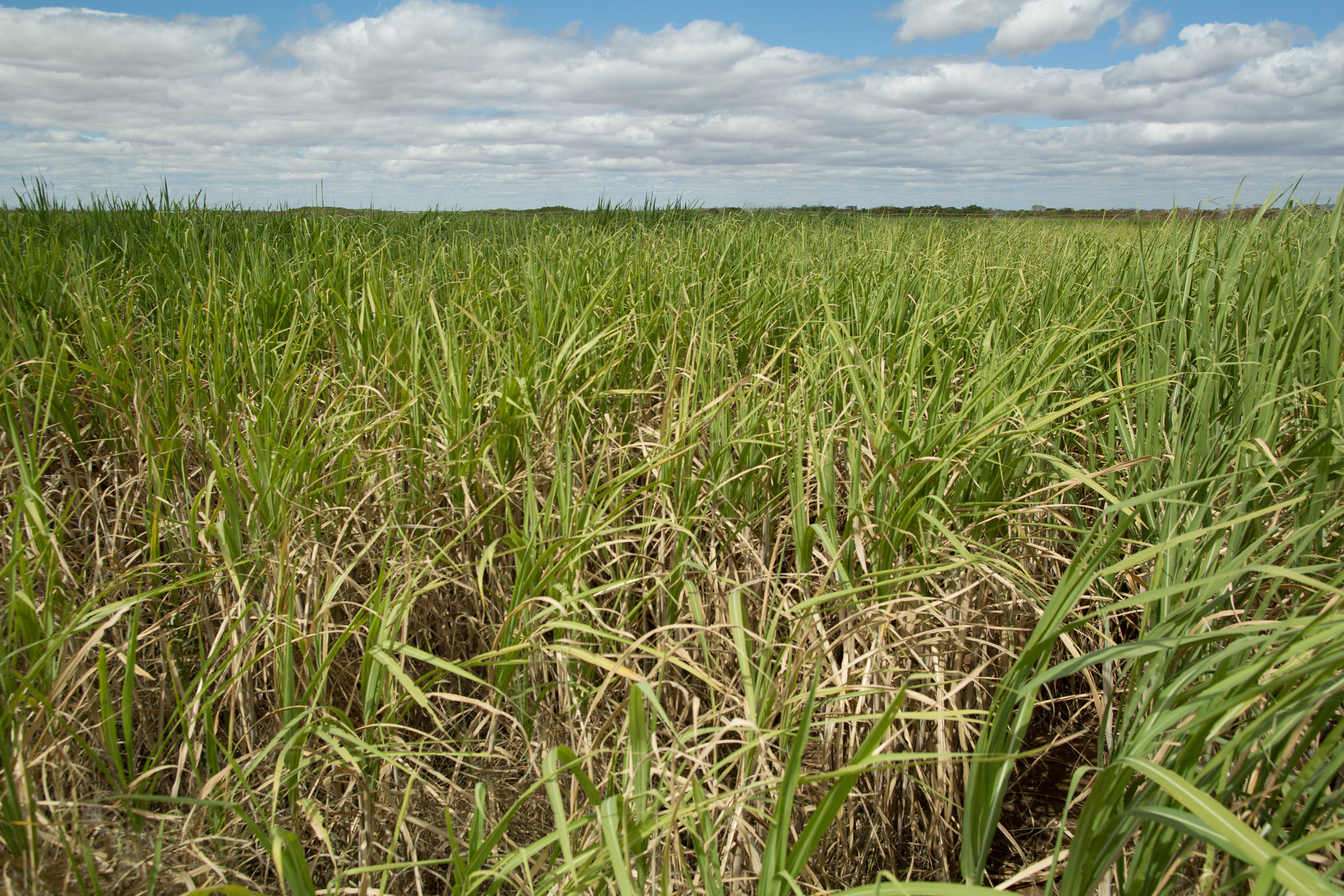 Os resultados desta pesquisa representam um avanço na utilização do sensoriamento remoto para o manejo da irrigação; Foto: Wenderson Araujo/CNA