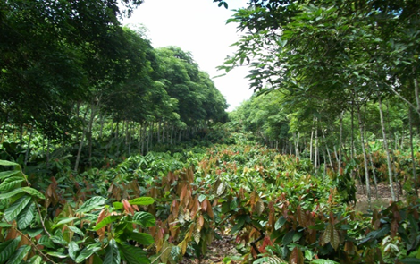 Sistema Agroflorestal de Cacau. - Foto: Divulgação Mapa<br>