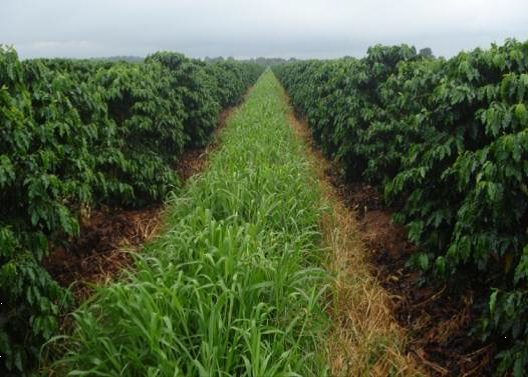 Brachiaria nas entrelinhas do cafezal