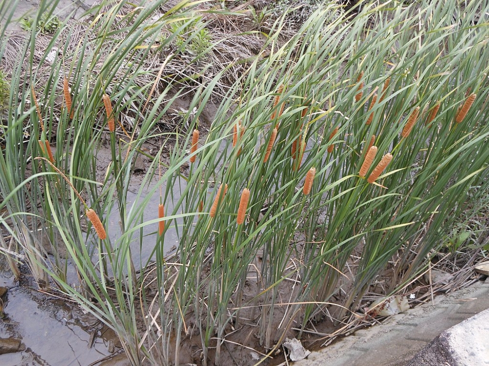 Pesquisadores da Esalq-USP e colaboradores mostraram que a taboa é capaz de retirar de solos contaminados até 34 vezes mais manganês do que outras plantas encontradas em ambientes semelhantes. - Foto:&nbsp;Agência FAPESP 