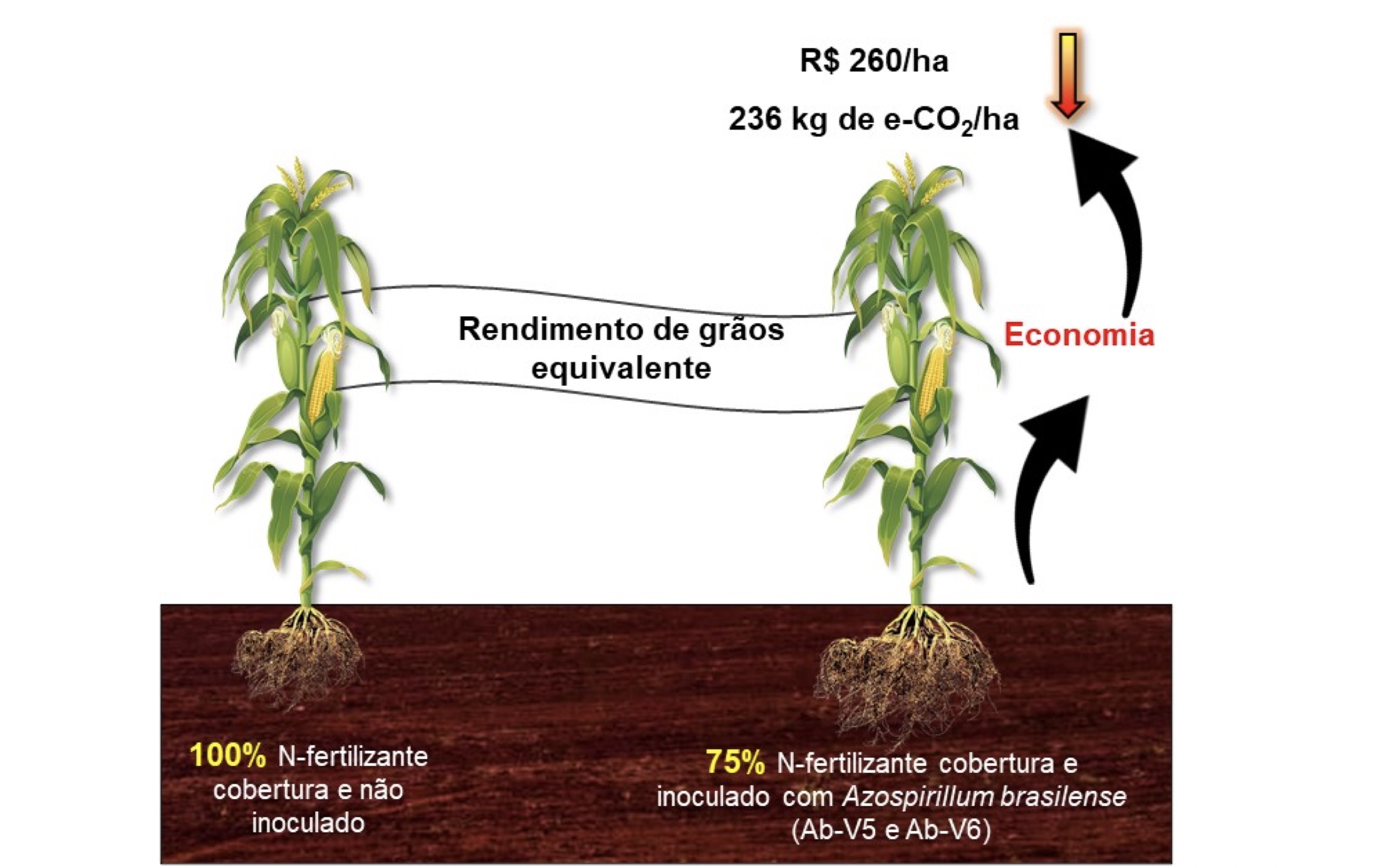 Benefícios econômicos e ambientais pela inoculação do milho com as estirpes Ab-V5 e Ab-V6 de Azospirillum brasilense -- Fonte: Julierme Zimmer Barbosa.