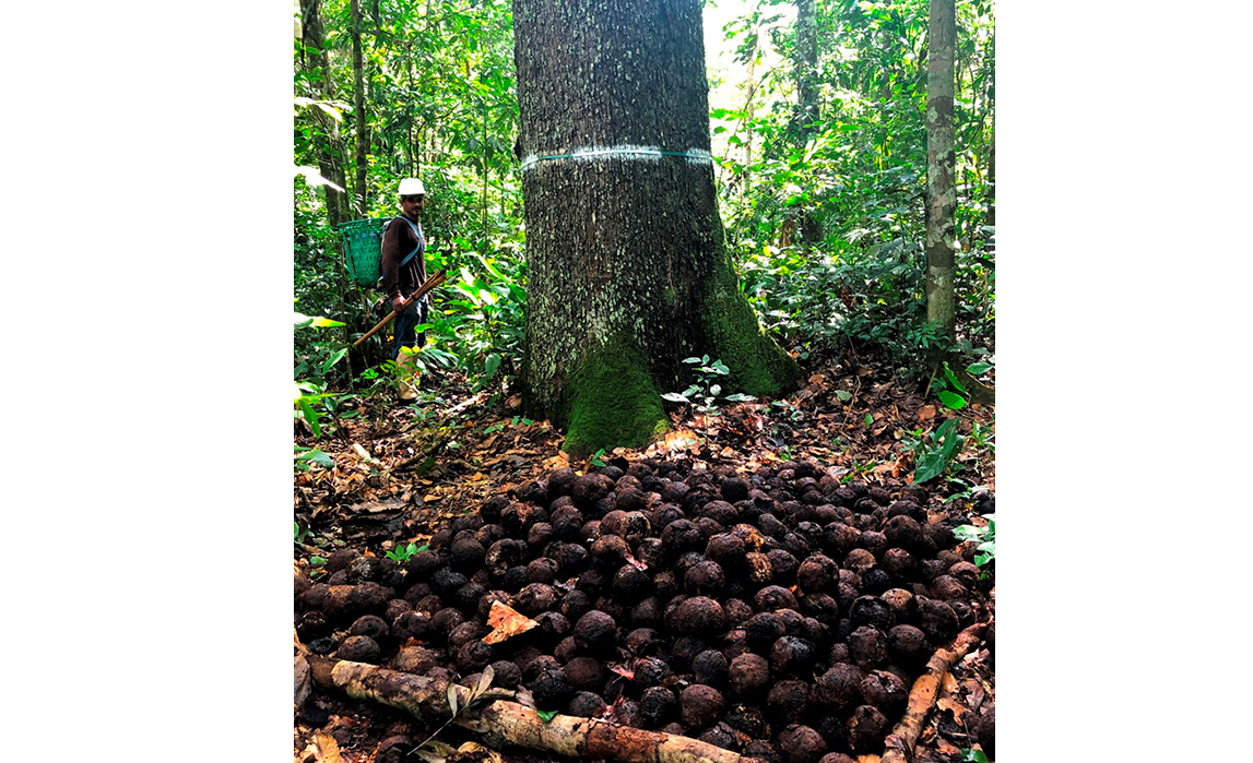 A castanheira é fonte de renda para mais de 170 mil pessoas no bioma Amazônia. - Foto: Lucia Wadt