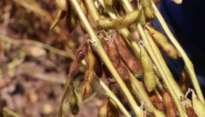 O problema vem sendo encontrado em algumas lavouras em Mato Grosso. - Foto: Gabriel Faria