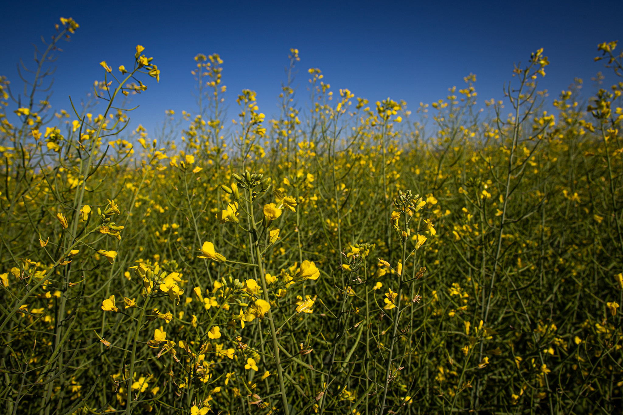 Na região de Santa Rosa, 45% das lavouras de canola estão em floração, 42% em enchimento de grãos, 11% estão com grãos maduros e 2% em início de colheita. - Foto: Wenderson Araujo/CNA