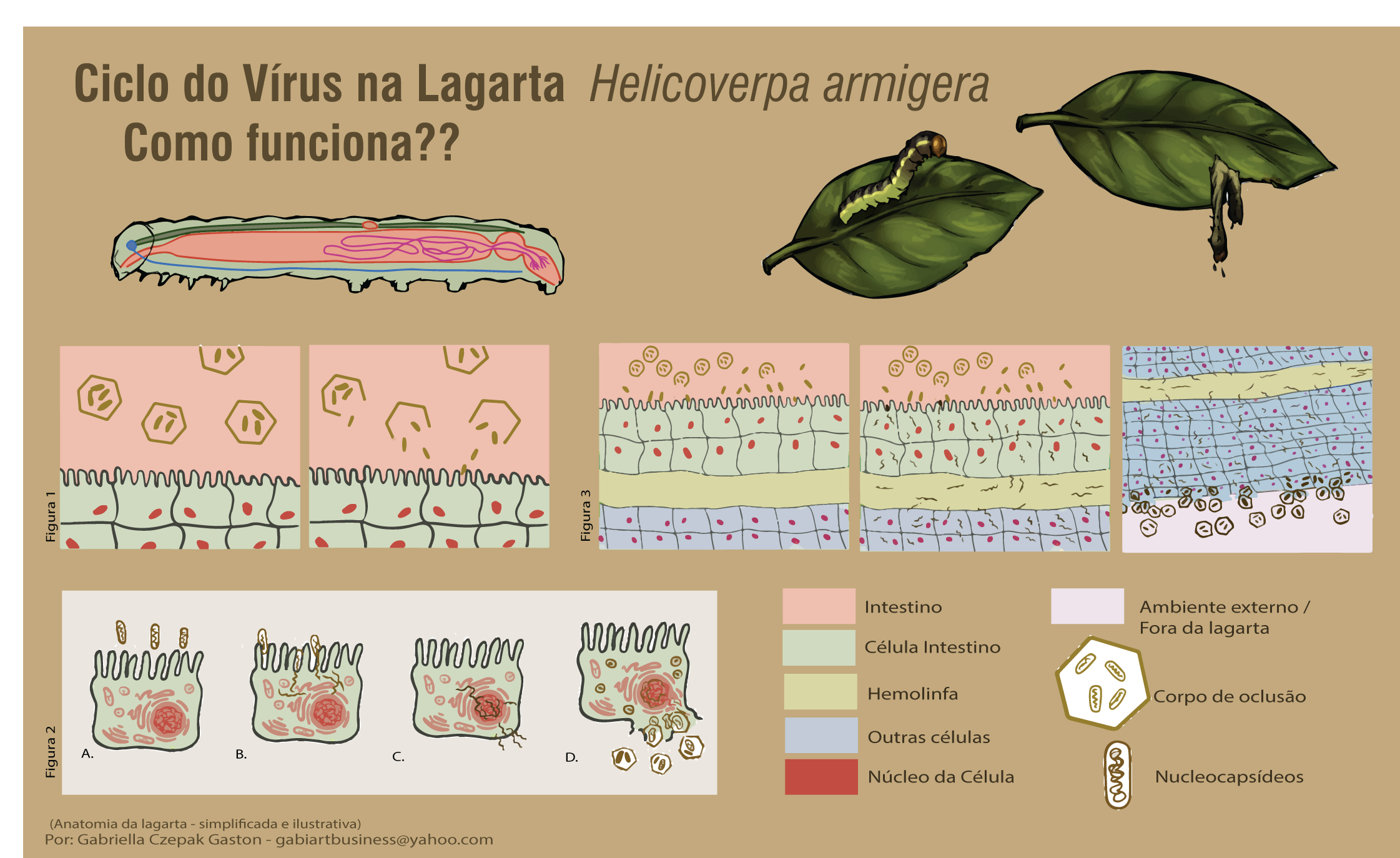 Figura 1 - Ciclo biológico dos Baculovírus