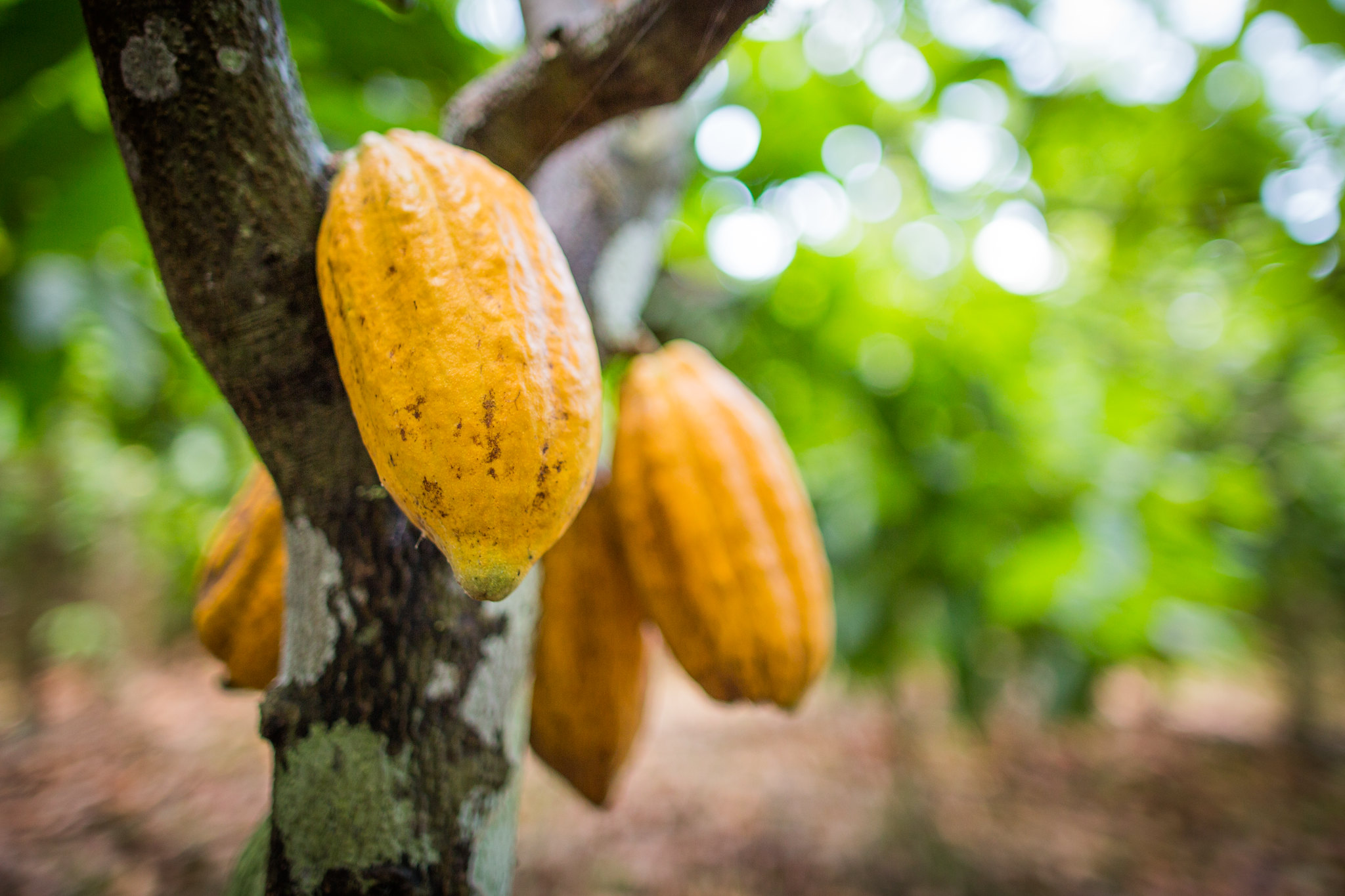 Lista entra em vigor no próximo dia 10 de abril e tem validade até o dia 9 de maio; foram incluídos o açaí no Acre e no Amapá, além do cacau cultivado (amêndoa) no Amazonas. - Foto: Wenderson Araujo/CNA