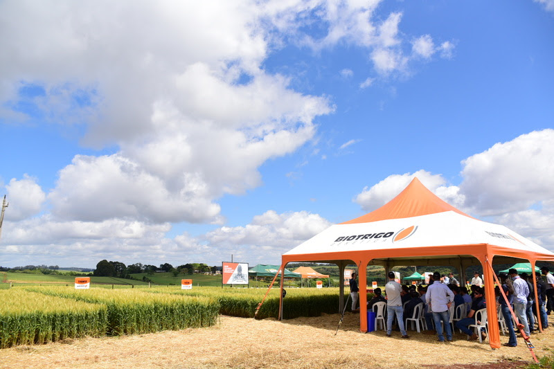 Mais de 300 pessoas estiveram presentes no dia de campo, que apresentou novas tecnologias no trigo e proporcionou uma troca de informações com a assistência técnica. -Foto: Divulgação