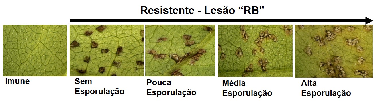 Figura 6. Variação dos tipos de reação de resistência, devido a diversidade de genes existentes em soja, com respostas tipo imune até altamente esporuladas. Os trabalhos de melhoramento da TMG buscam respostas imunes ou resistências que contribuem para baixa esporulação.&nbsp;