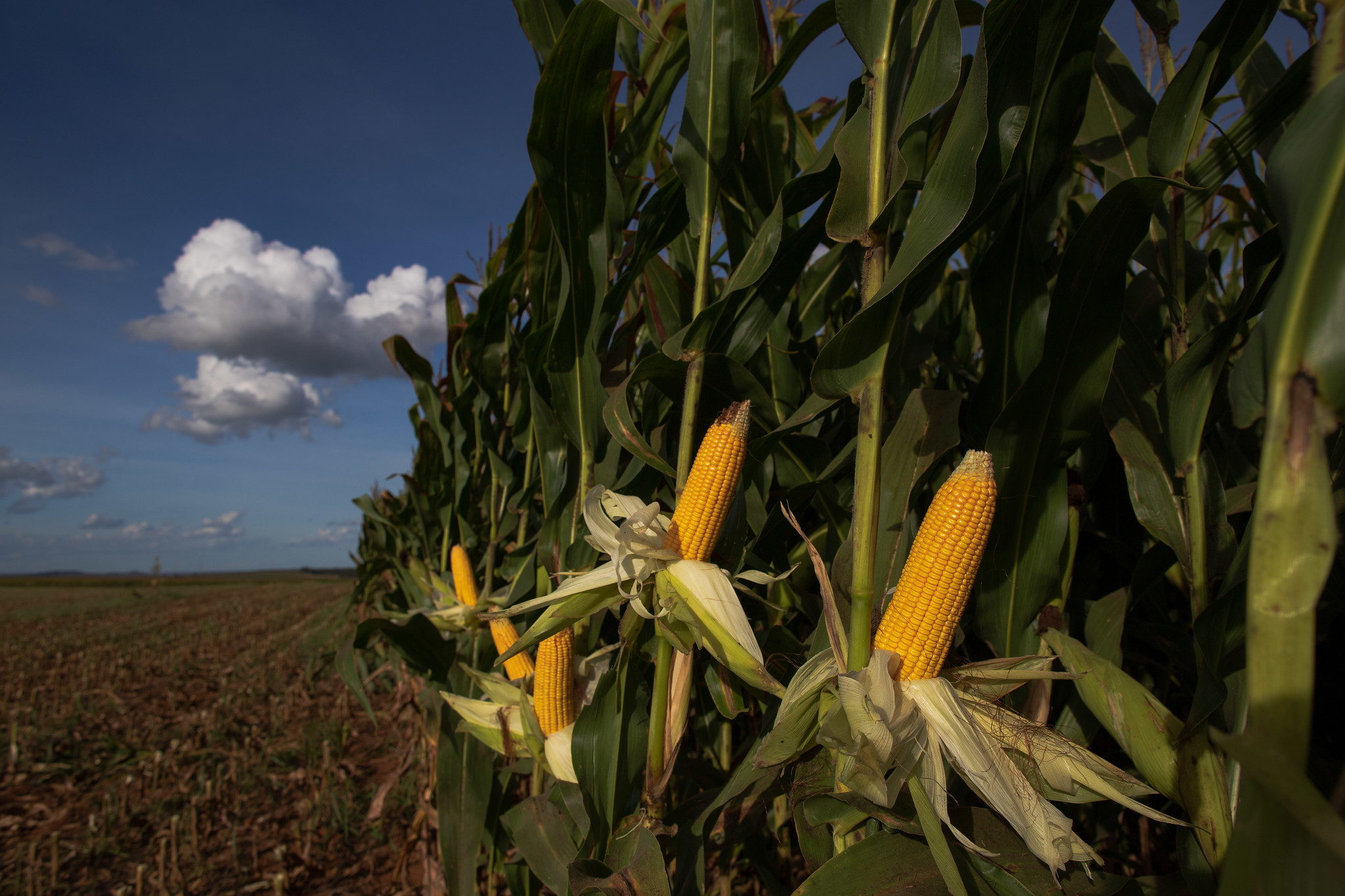 Mesmo com a melhora no andamento das atividades, produtores voltaram a limitar a oferta, atentos aos preços praticados nos portos; Foto: Wenderson Araujo/CNA