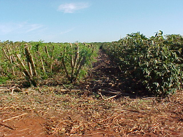 Plantas de Leucena após a poda ao lado dos cafeeiros em 2008.