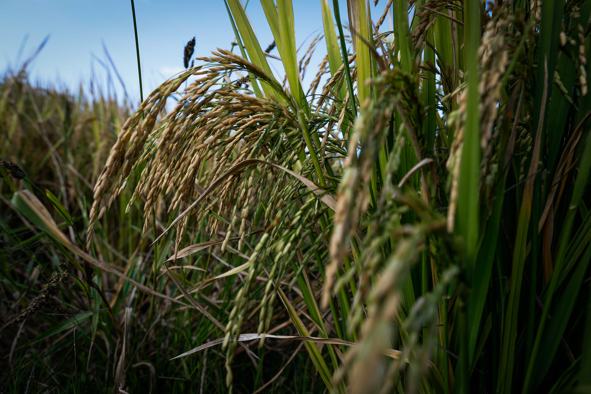 Produtores orizícolas gaúchos já colheram 447.458 hectares da safra 2022/2023; faltam pouco mais de 390 mil ha para a conclusão dos trabalhos; Foto: Wenderson Araujo/CNA