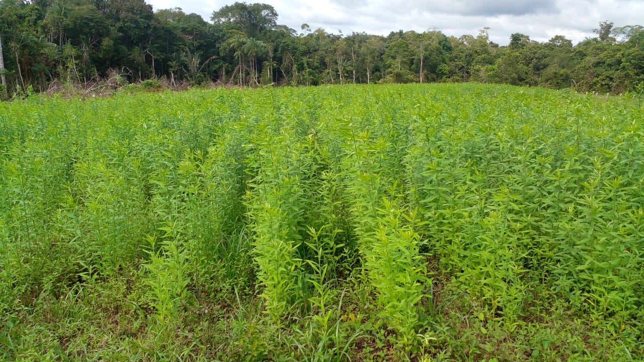 Cultivo de crotalária como planta de cobertura em sistema conservacionista do solo. - Foto: José Oliveira do nascimento