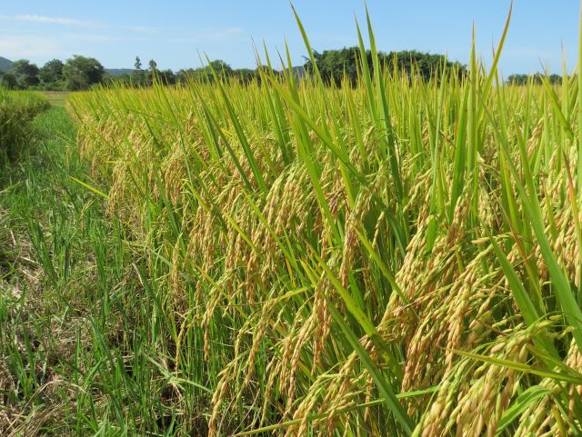 A nova variedade é recomendada para cultivo em sistema pré-germinado em todas as regiões produtoras de arroz irrigado de SC; Foto: Divulgação Epagri