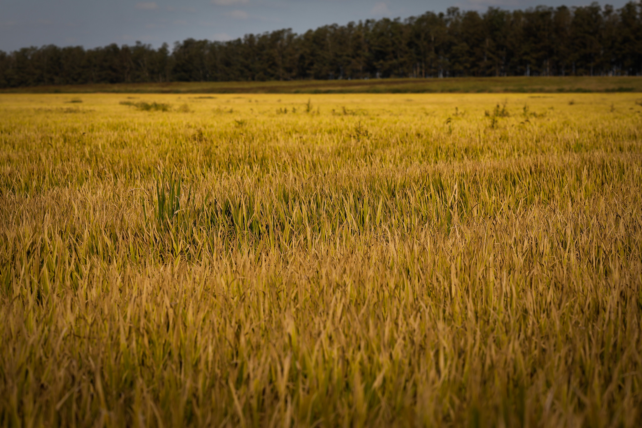 Com o avanço do desenvolvimento das lavouras, orizicultores mostram interesse em depositar o arroz em casca nas unidades de beneficiamento, com intuito de liberar os armazéns para a chegada da nova safra. - Foto: Wenderson Araujo/CNA