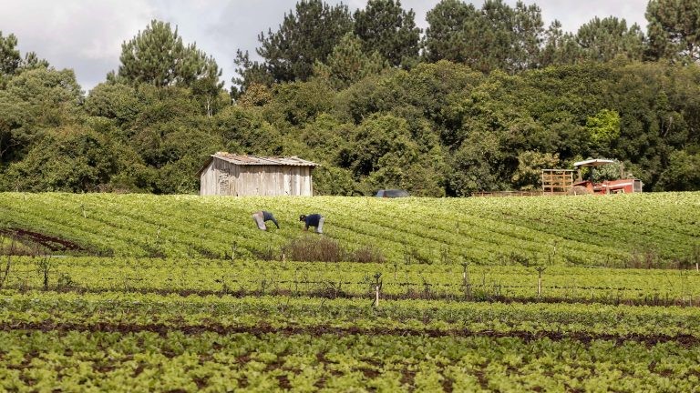 O Pronater executa a política de assistência técnica para a agricultura familiar