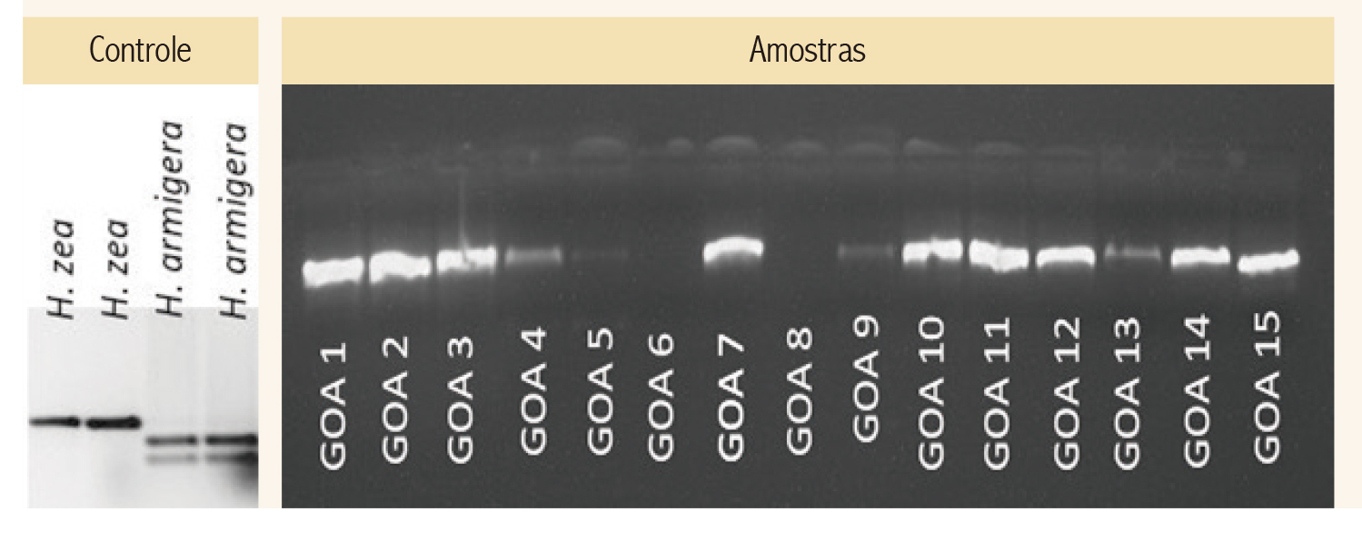 Resultado da análise de identificação molecular de Helicoverpa ssp.