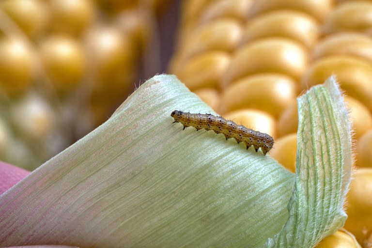 Também foi registrado o primeiro produto biológico à base da vespinha Trichospilus diatraeae, para controle da lagarta dos eucaliptos e da broca da cana-de-açúcar. - Foto: Divulgação Mapa