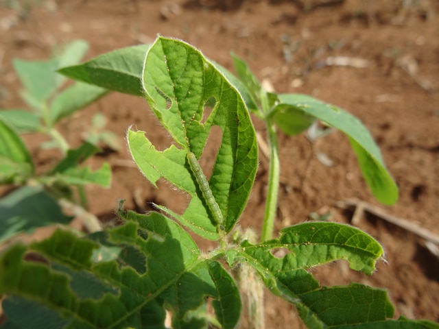 Insetos da família Heliothinae estão entre as pragas agrícolas mais prejudiciais do mundo