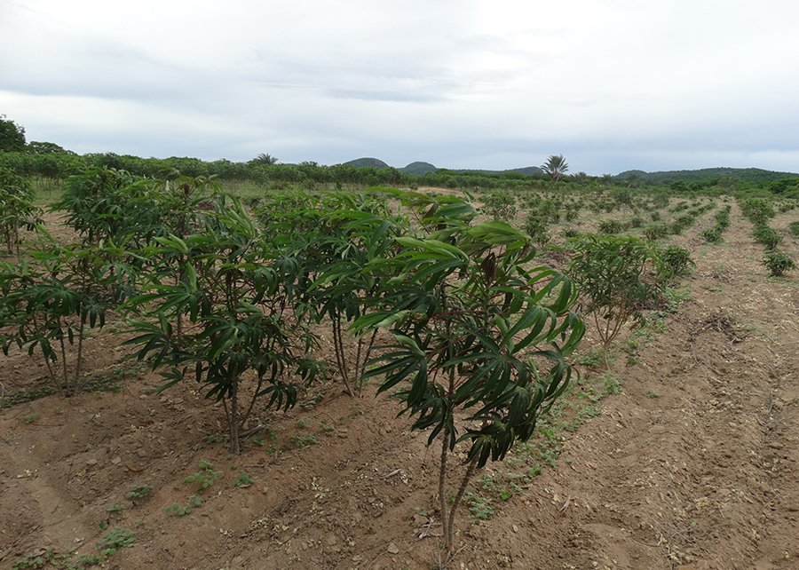 Objetivo é orientar, com dados técnicos, o cultivo em condições extremas de escassez hídrica. - Foto: Alessandra Vale