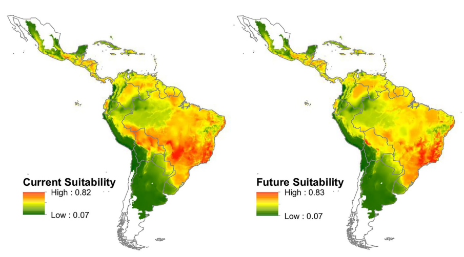 Em vermelho, áreas com maior distribuição e adaptabilidade da espécie A. leiocarpa hoje (à esquerda) e no futuro (à direita), com intervenção da mudança climática