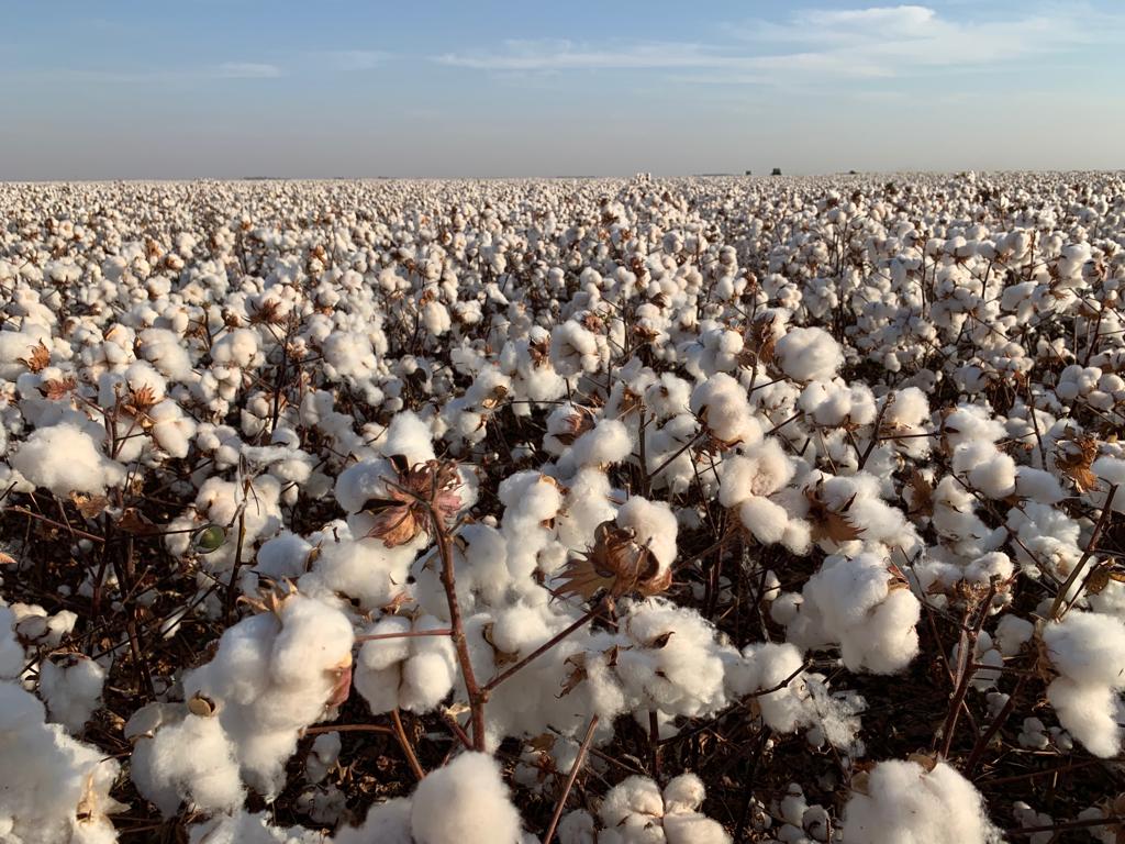 Manejo das plantas com regulador de crescimento pode resolver. - Foto: Fernando Lamas