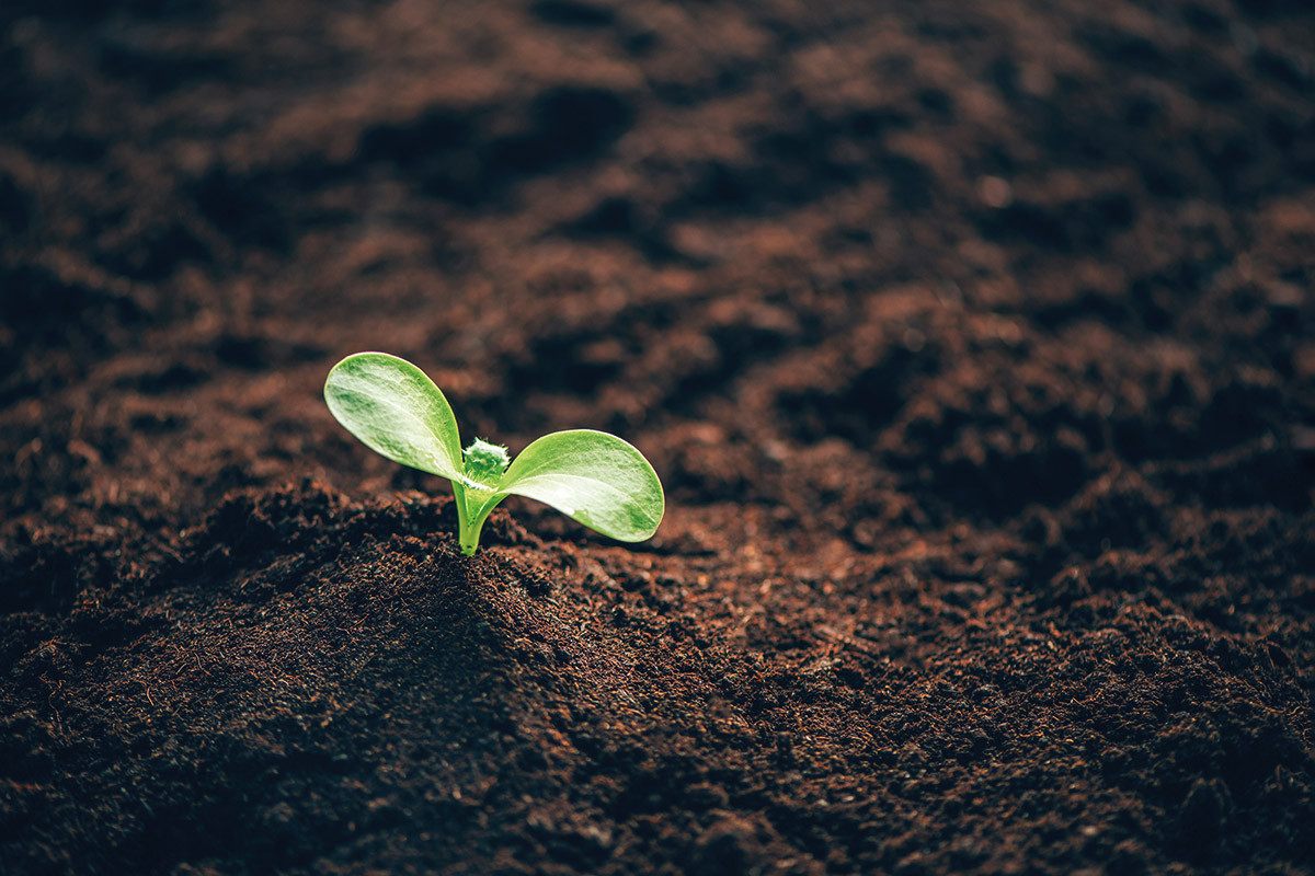 Pesquisadores buscam entender se o Plantio Direto é suficiente para controlar a erosão em diferentes ambientes de produção e situações climáticas. - Foto: Divulgação