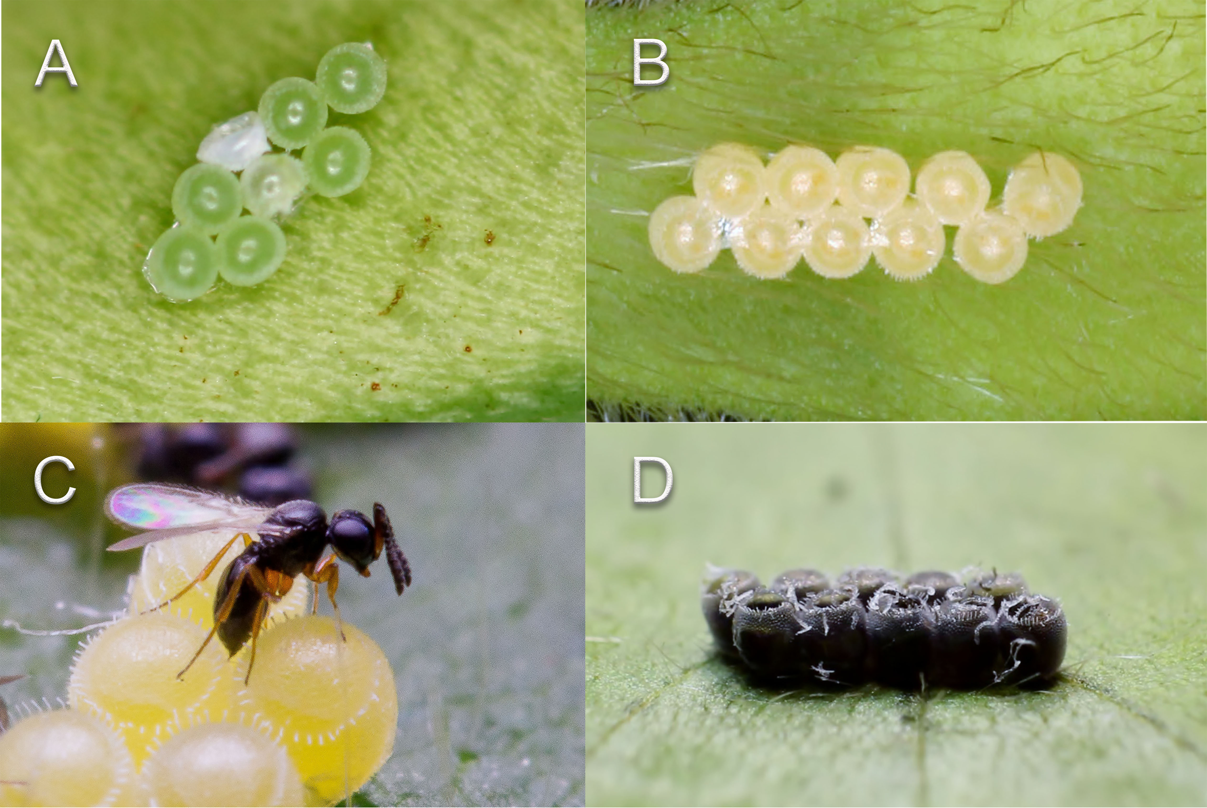 Figura 2 - Ovos de D. melacanthus (A) e E. heros (B) não parasitados (Fotos: Jovenil J. Silva); Telenomus podisi parasitando ovos de E. heros (C) e ovos de E. heros parasitados (D) (Fotos: Adair V. Carneiro).