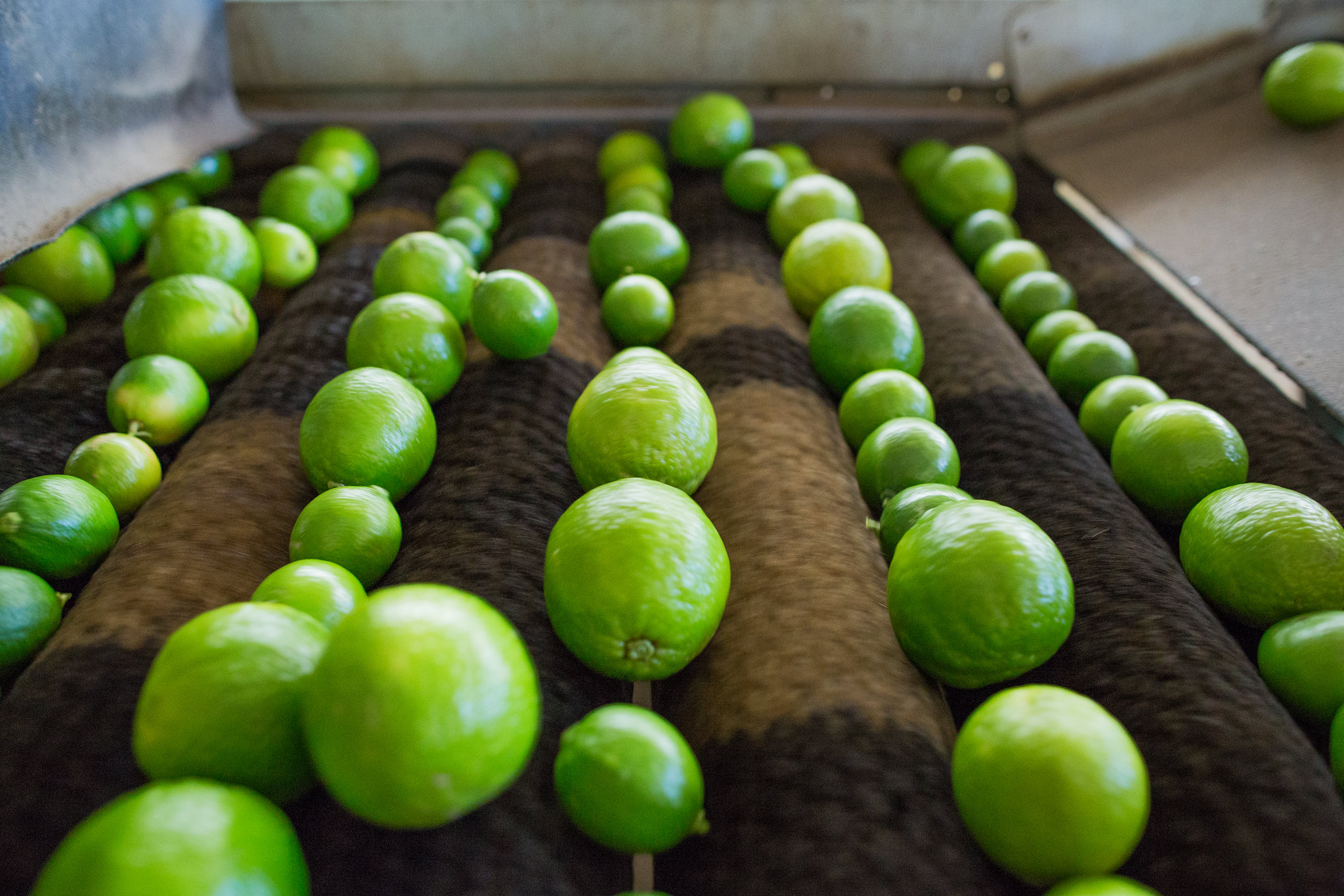 Cenário de baixa já era esperado por agentes consultados pelo Cepea, tendo em vista que o retorno das chuvas desde o encerramento de setembro tem favorecido o desenvolvimento da fruta; Foto: Wenderson Araujo/CNA