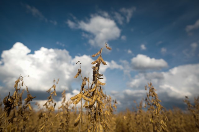 A produção de biodiesel estimula o processamento da soja em grão já que a oleaginosa é a sua principal matéria-prima e agrega alto valor à cadeia produtiva; Foto: Wenderson Araujo/CNA