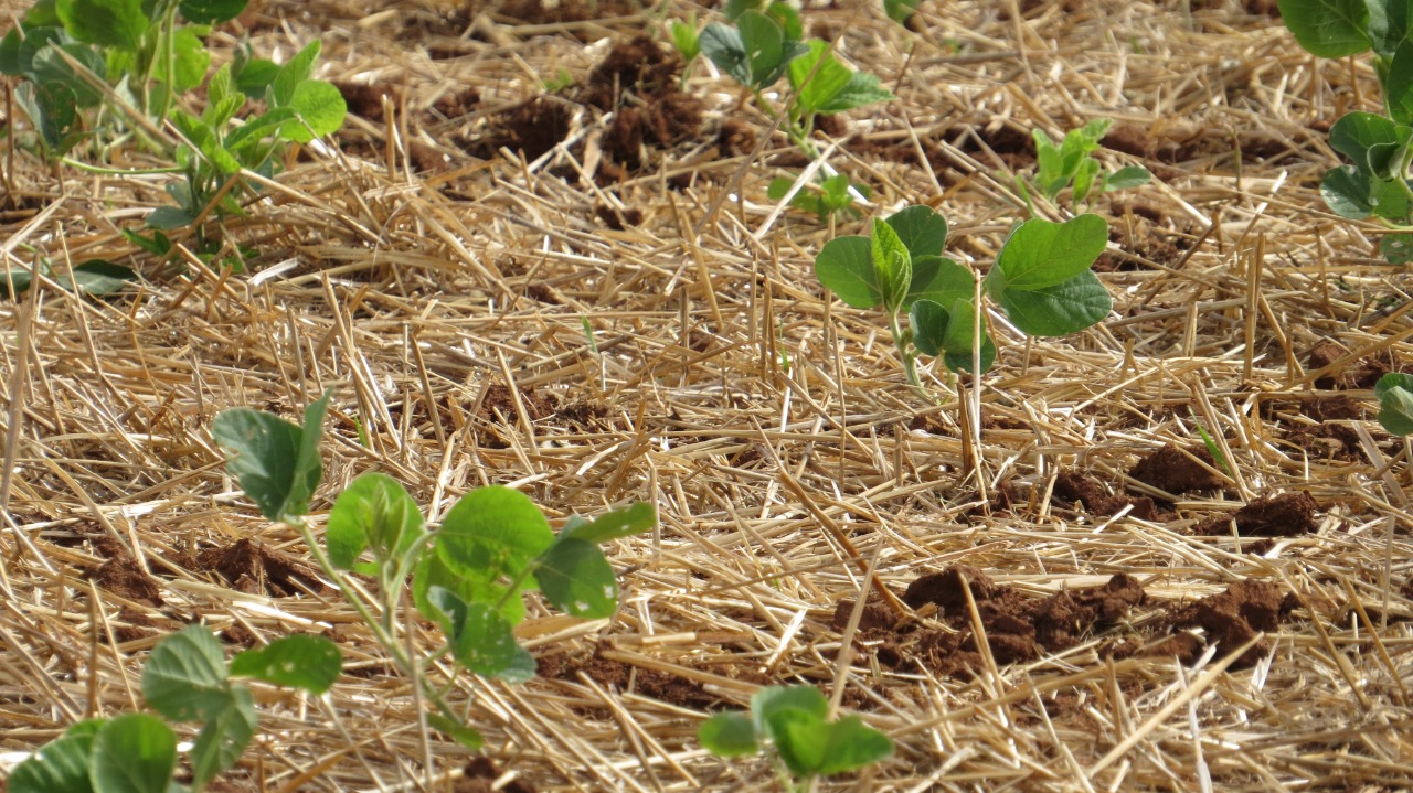 Das lavouras implantadas, 3% já estão em enchimento de grãos, 28% em floração e 69% ainda em germinação e desenvolvimento vegetativo. - Foto: Carina Venzo Cavalheiro
