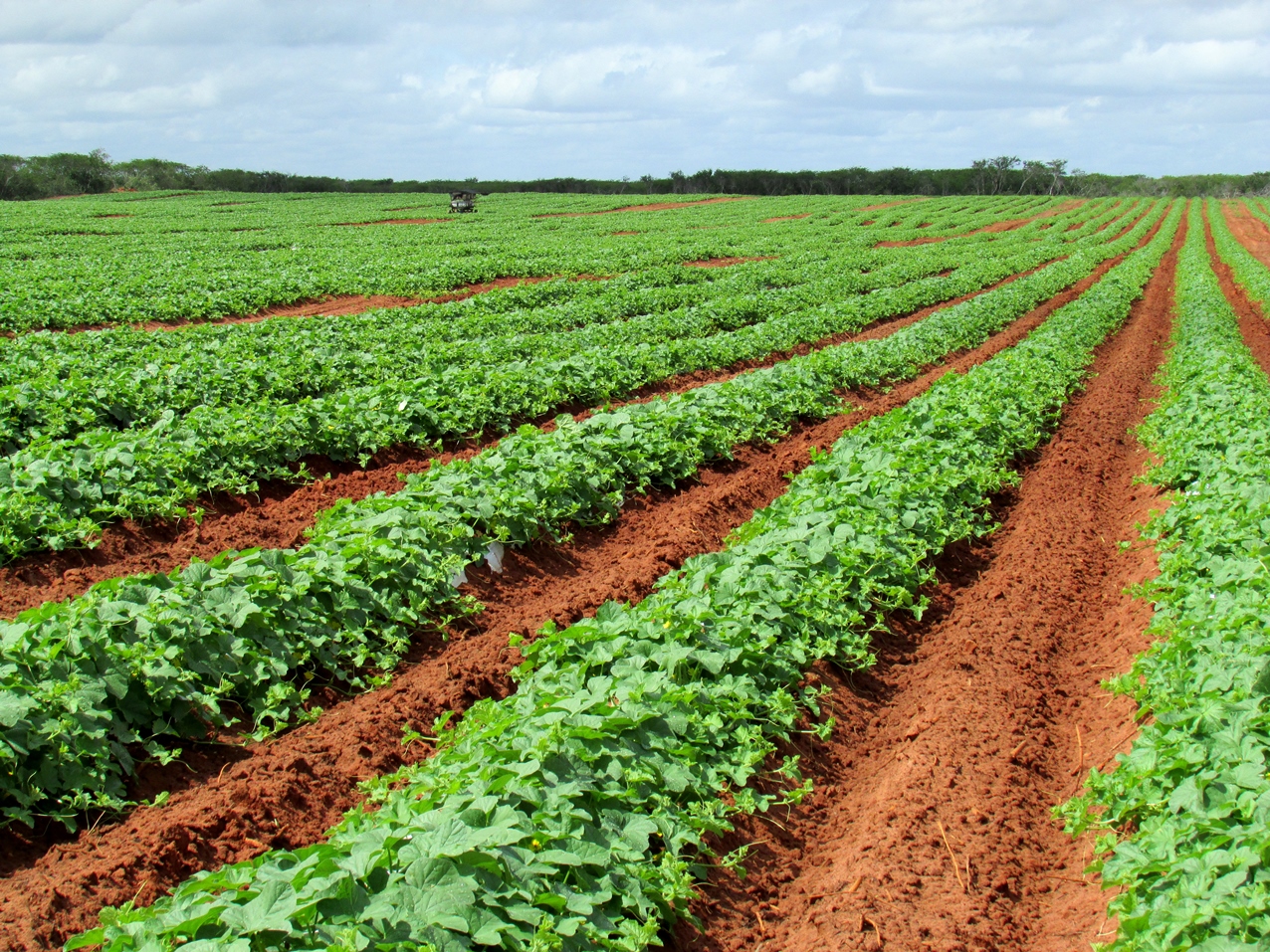 Investimentos em soluções que contribuem para o desenvolvimento radicular e reduzem a salinização da terra permitem que a planta expresse todo o seu potencial. - Foto: Divulgação