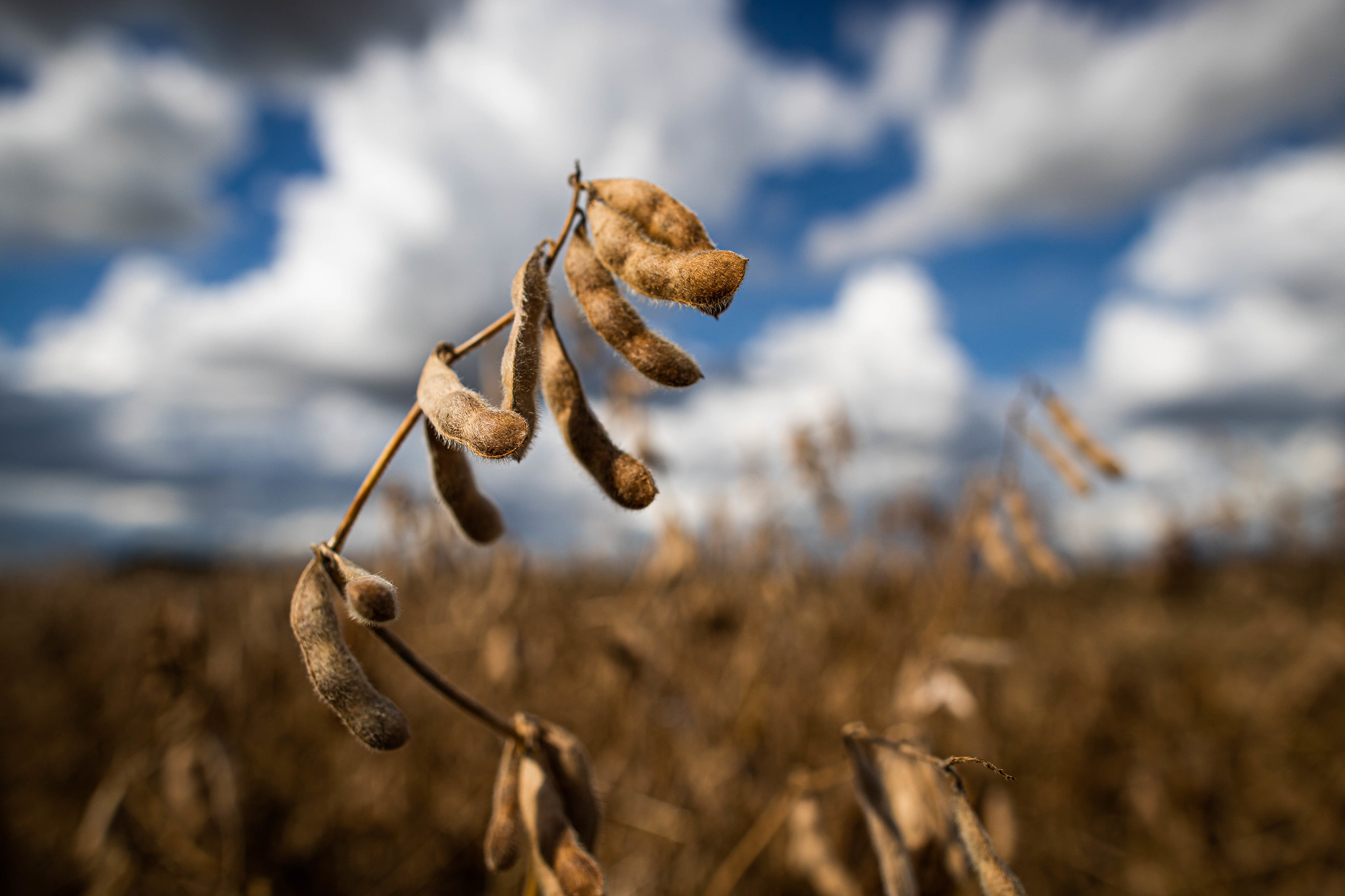 3ª edição do Seminário Desafios da Liderança Brasileira no Mercado Mundial da Soja será realizada nos dias 18 e 19 de novembro, em formato digital e gratuito. - Foto: Wenderson Araujo/CNA