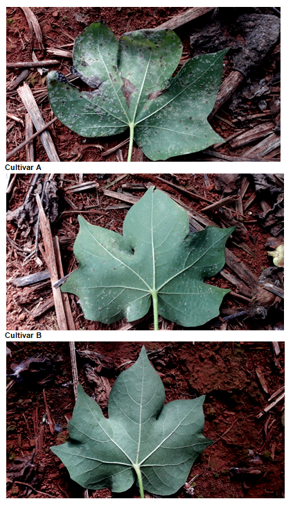 Figura 3- Cultivar A de algodoeiro resistente a Mancha de ramularia com três anos de cultivo, Cultivar B de algodoeiro resistente a Mancha de ramularia com 2 anos de cultivo, Cultivar C de algodoeiro resistente a Mancha de ramularia em pré-lançamento. Imagens da área experimental da Fundação Chapadão. Alfredo Riciere Dias.&nbsp;