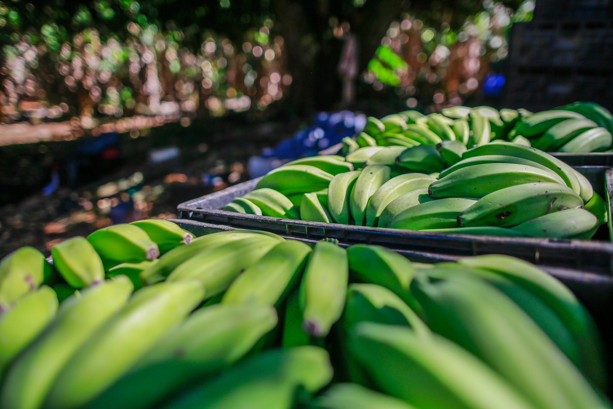 Menor procura pela banana prata no mercado não abre espaço para uma recuperação nos preços pagos aos produtores no Paraná, mesmo o produto estando no final da safra. - Foto: Wenderson Araujo/CNA