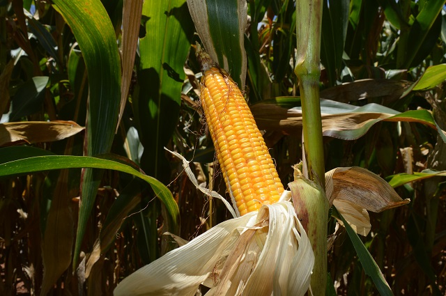 Câmara Setorial de Milho e Sorgo debate tecnologias inovadoras para o mercado de sementes de milho no Brasil. - Foto: Sandra Brito