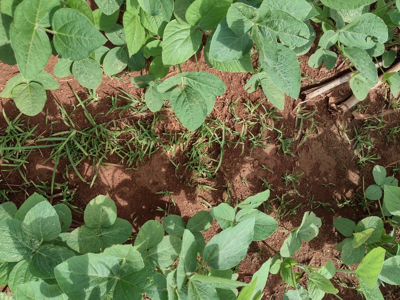 Soja com infestação do capim-pé-de-galinha. - Foto: Divulgação