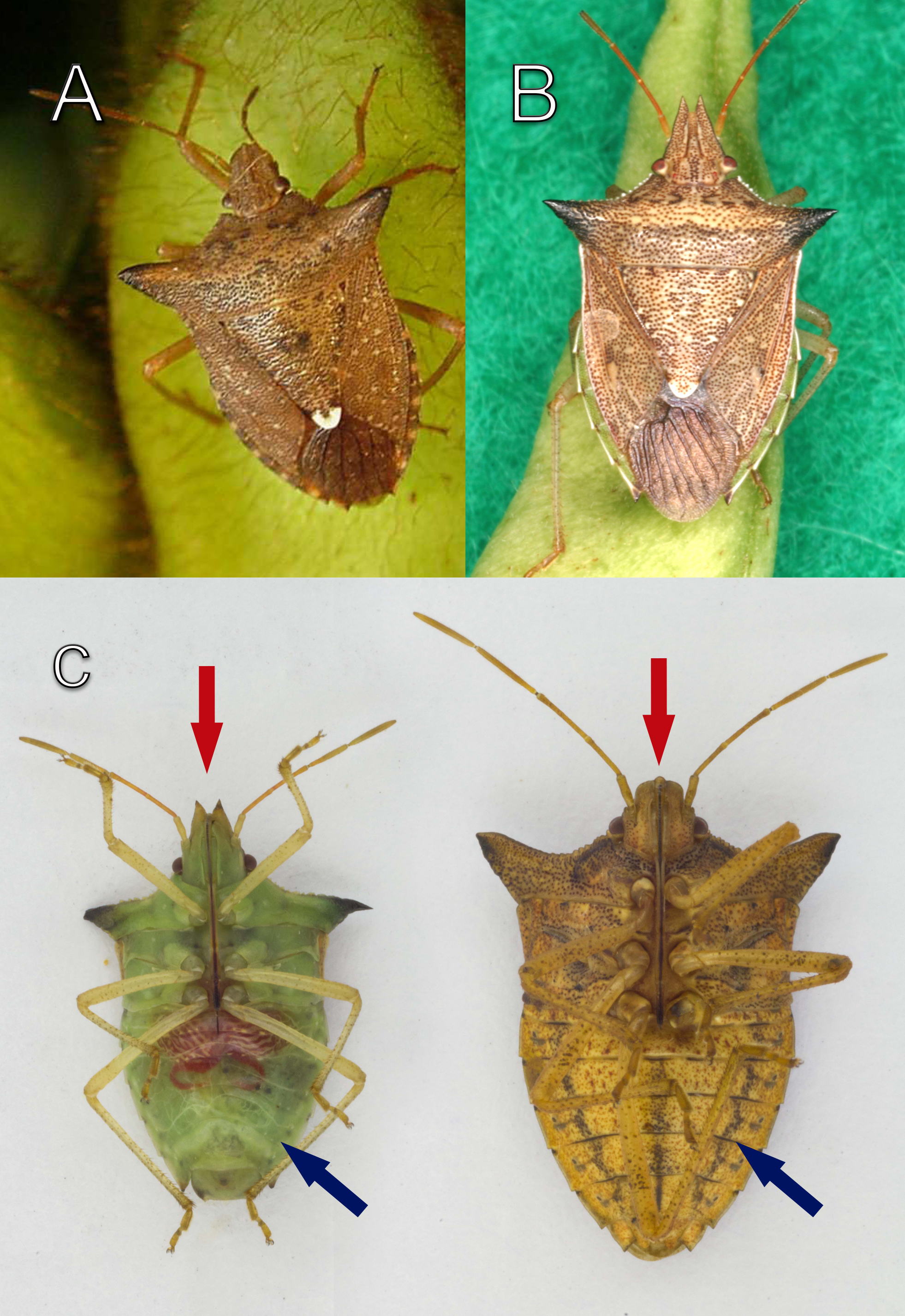 Figura 1 - Diferenciação entre o percevejo-marrom (A) e o percevejo-barriga-verde (B). Setas vermelhas indicando as diferenças na região da cabeça com o percevejo-barriga-verde à esquerda com estrutura da cabeça bifurcada entre as antenas e o percevejo-marrom à direita com estrutura da cabeça arredondada entre as antenas (C). Setas azuis indicando as diferenças na região do abdômen com o percevejo-barriga-verde à esquerda com abdômen verde e o percevejo-marrom à direita com o abdômen marrom (C). (Fotos A e B: Jovenil J. Silva. Foto C: Adair V. Carneiro).