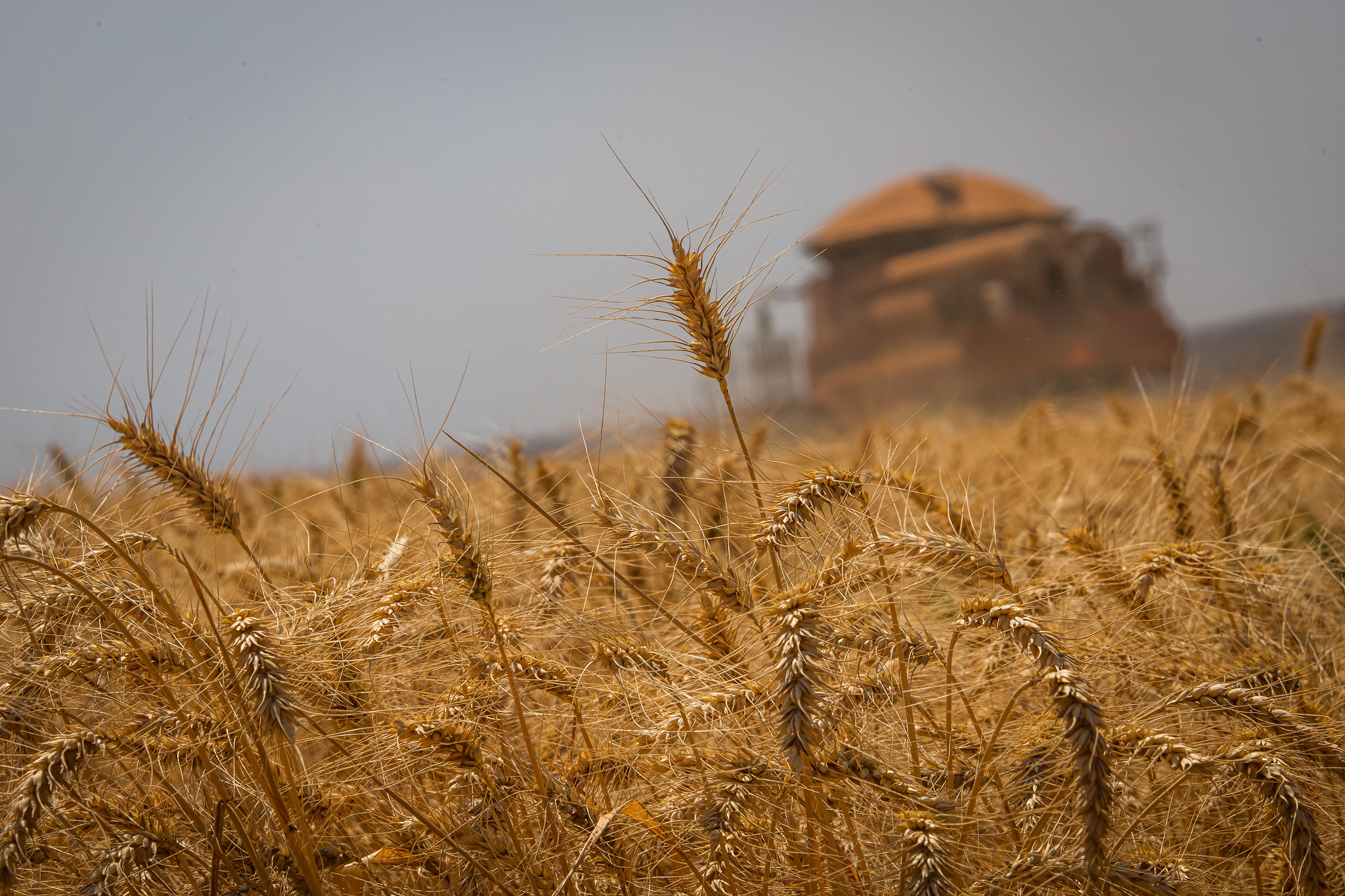 Com a redução na oferta do cereal, os preços médios regionais registraram leves aumentos no encerramento de setembro. - Foto: Wenderson Araujo/CNA