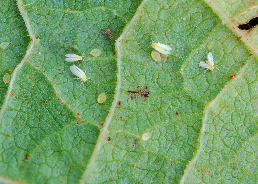 Mosca-braca - Foto: Sebastião Araújo