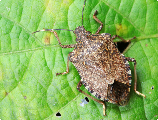 Aplicações contra mosca-branca e percevejos subiram 29% e 25%, respectivamente. - Foto: Divulgação