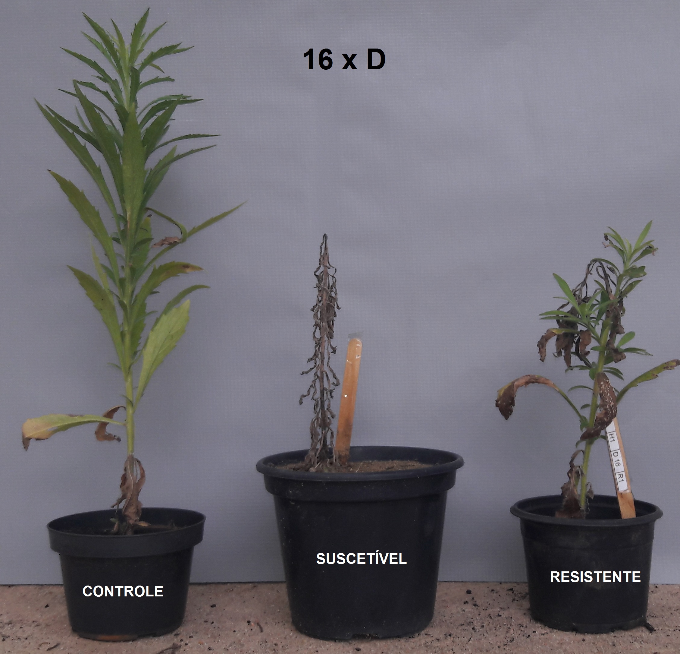 C. sumatrensis sob aplicação de 16 vezes a dose de paraquat (6.400g i.a. ha), aos 28 dias após aplicação e detalhe do rebrote das plantas resistentes