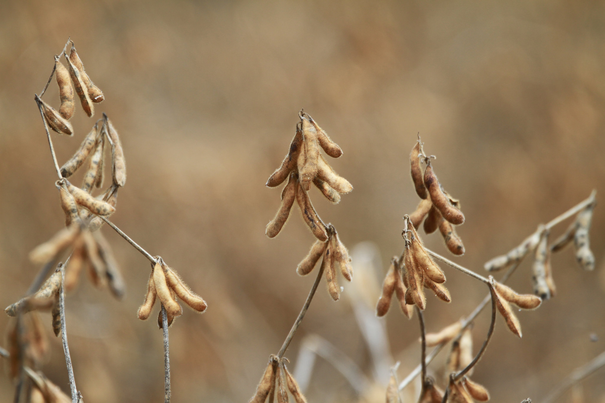 Impulso veio das frequentes chuvas nas principais áreas de cultivo da oleaginosa no Brasil, que têm interrompido os trabalhos de campo. - Foto: Wenderson Araujo/CNA&nbsp;