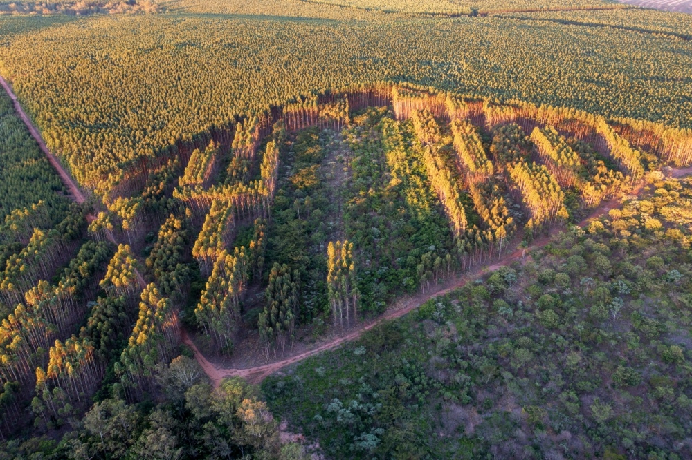 Para confirmar essa hipótese, pesquisadores do Brasil e da França conduzem experimento que avalia como a diversidade arbórea influencia a absorção de carbono e a resiliência a secas; Foto: Paulo Guilherme Molin/UFSCar