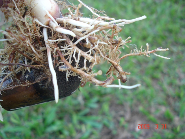 Galhas provocadas por Meloidogyne tanto em raízes originárias do tolete plantado como do perfilho brotado