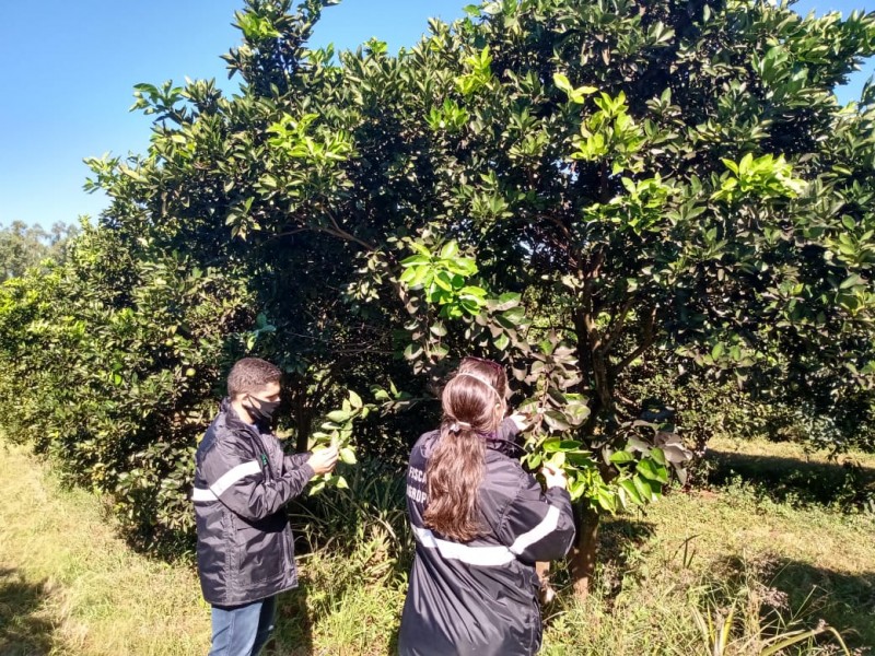Fiscais encontraram primeiro registro de mosca-negra-dos-citros em Porto Xavier. - Foto: Adilson Bacelar
